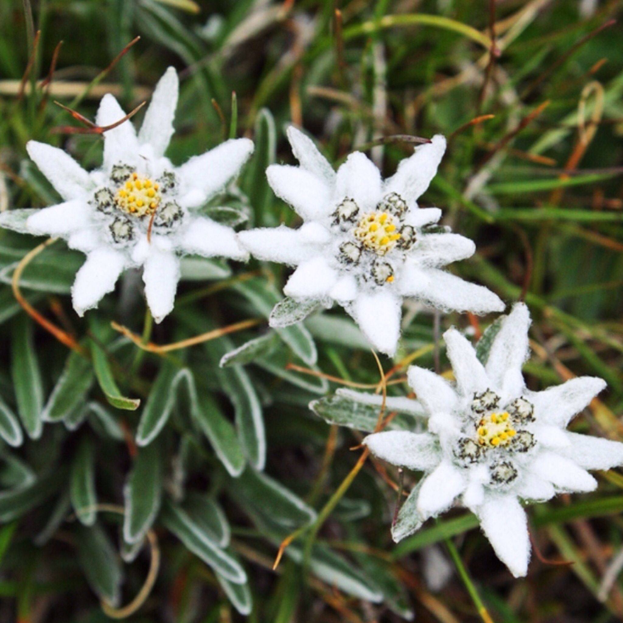 Detail Edelweiss Flower Images Nomer 30