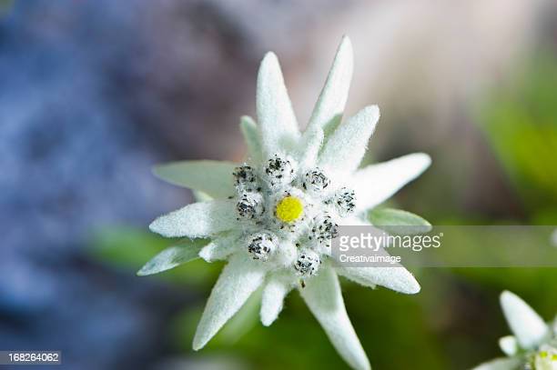 Detail Edelweiss Flower Images Nomer 34