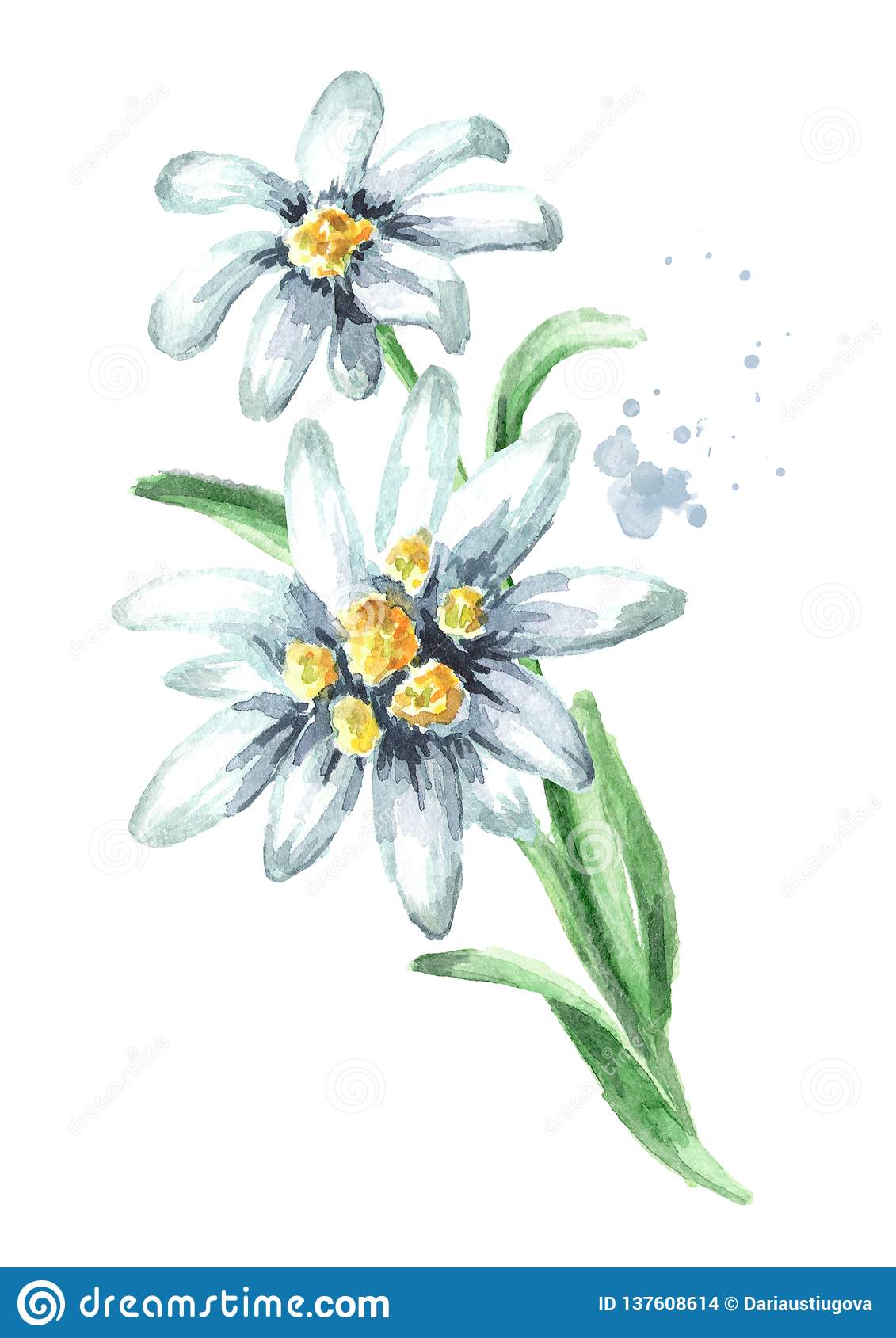 Detail Edelweiss Flower Images Nomer 38