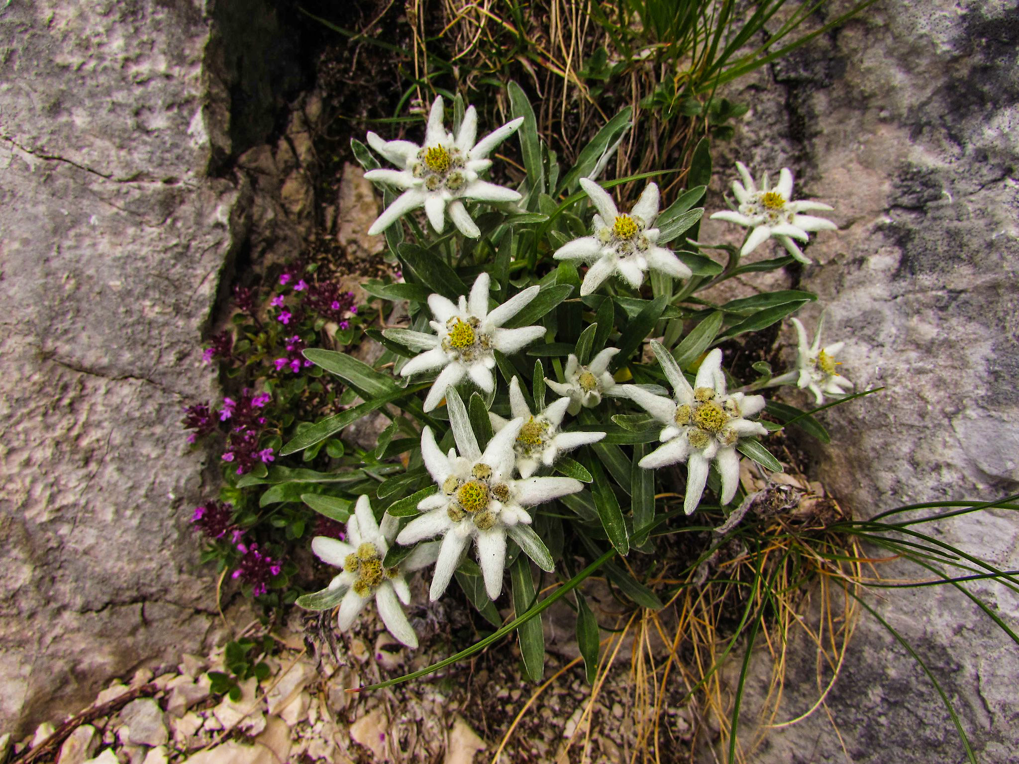 Detail Edelweiss Flower Images Nomer 5