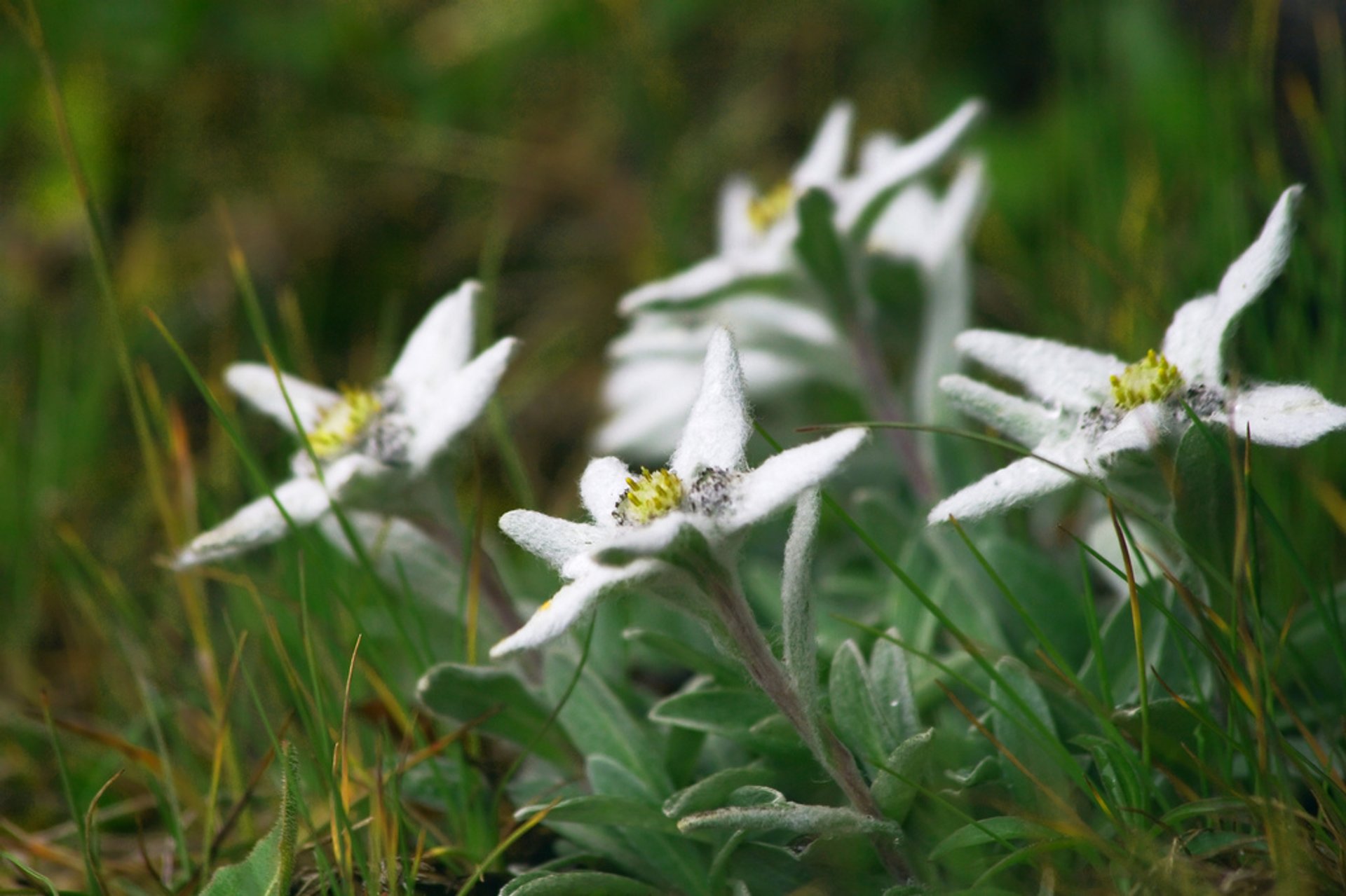 Detail Edelweiss Flower Images Nomer 44