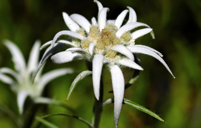 Detail Edelweiss Flower Images Nomer 49