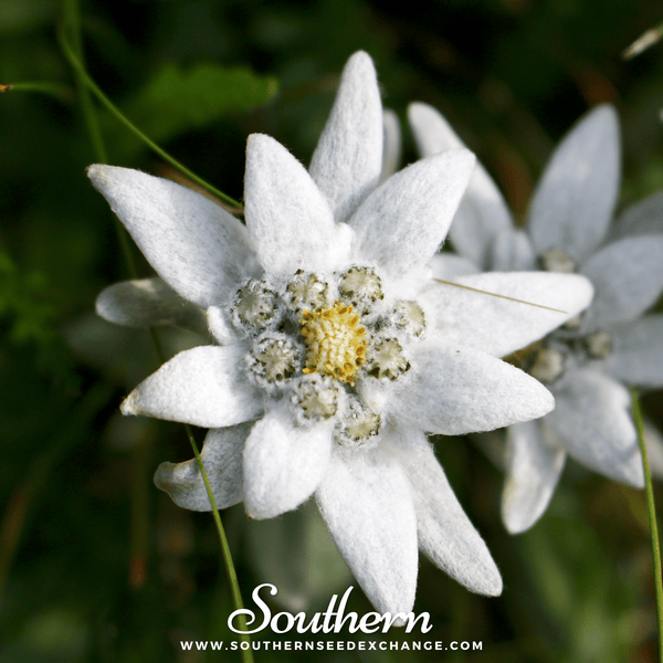 Detail Edelweiss Flower Images Nomer 52