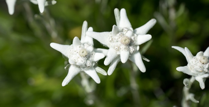 Detail Edelweiss Flower Images Nomer 55