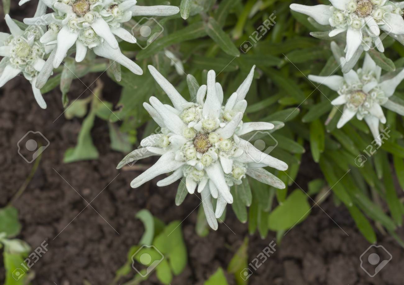 Detail Edelweiss Flower Images Nomer 57