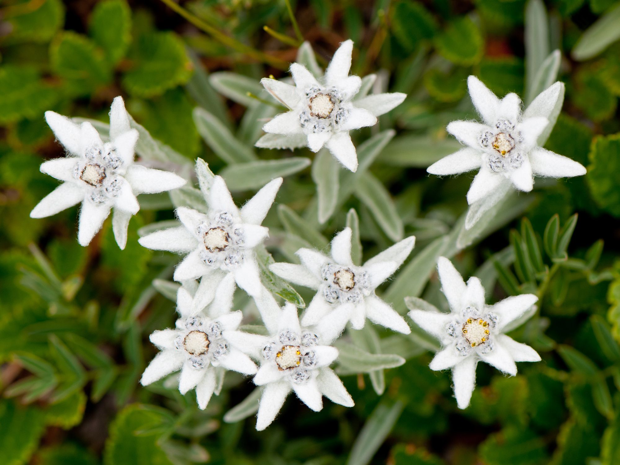 Edelweiss Flower Photo - KibrisPDR