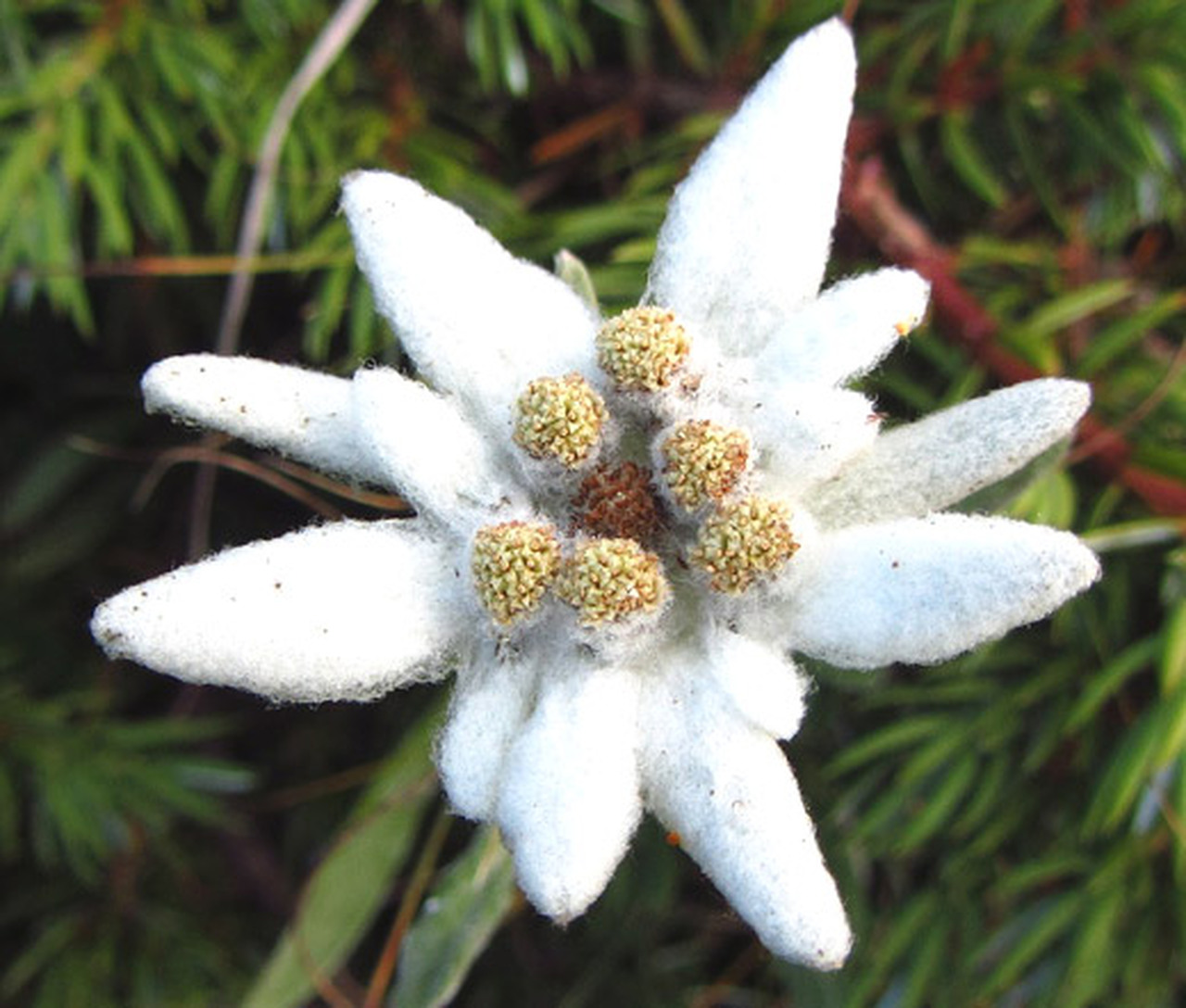 Detail Edelweiss Flower Photo Nomer 15