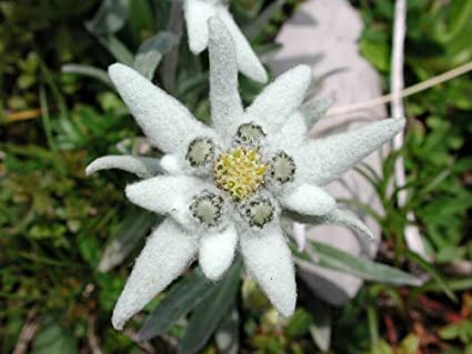 Detail Edelweiss Flower Photo Nomer 4