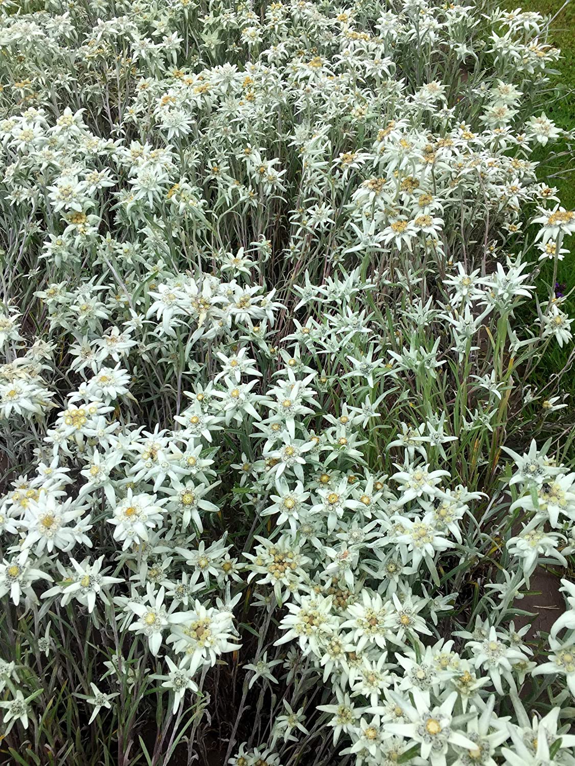 Detail Edelweiss Flower Photo Nomer 39