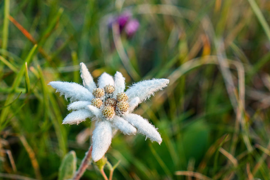 Detail Edelweiss Flower Photo Nomer 47