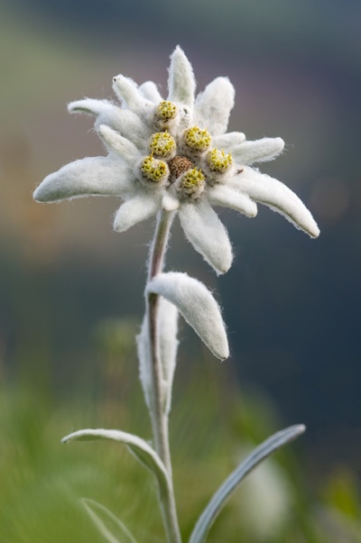 Detail Edelweiss Image Nomer 2