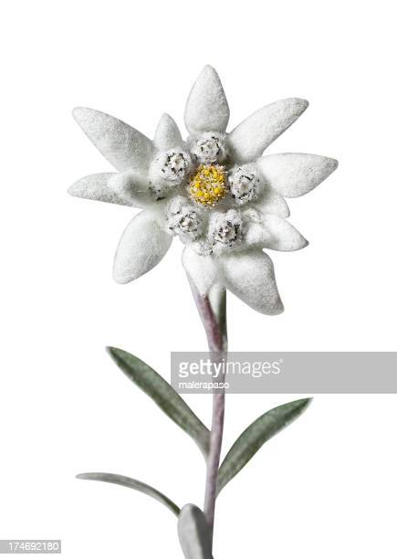 Detail Edelweiss Image Nomer 12