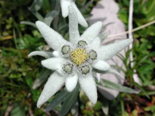 Detail Edelweiss Image Nomer 14