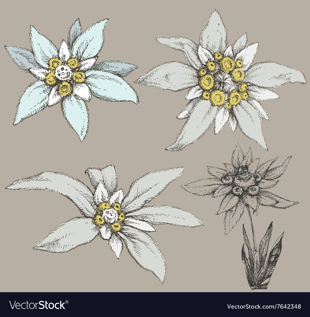 Detail Edelweiss Image Nomer 15