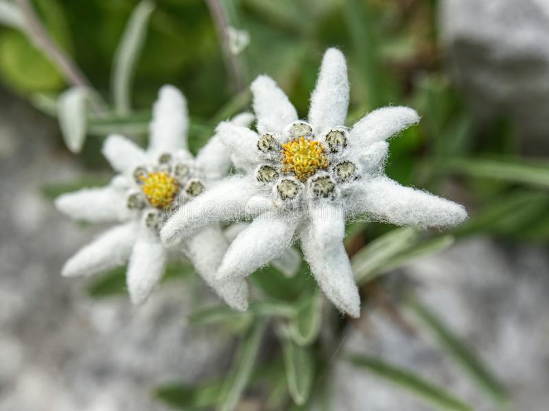 Detail Edelweiss Image Nomer 16