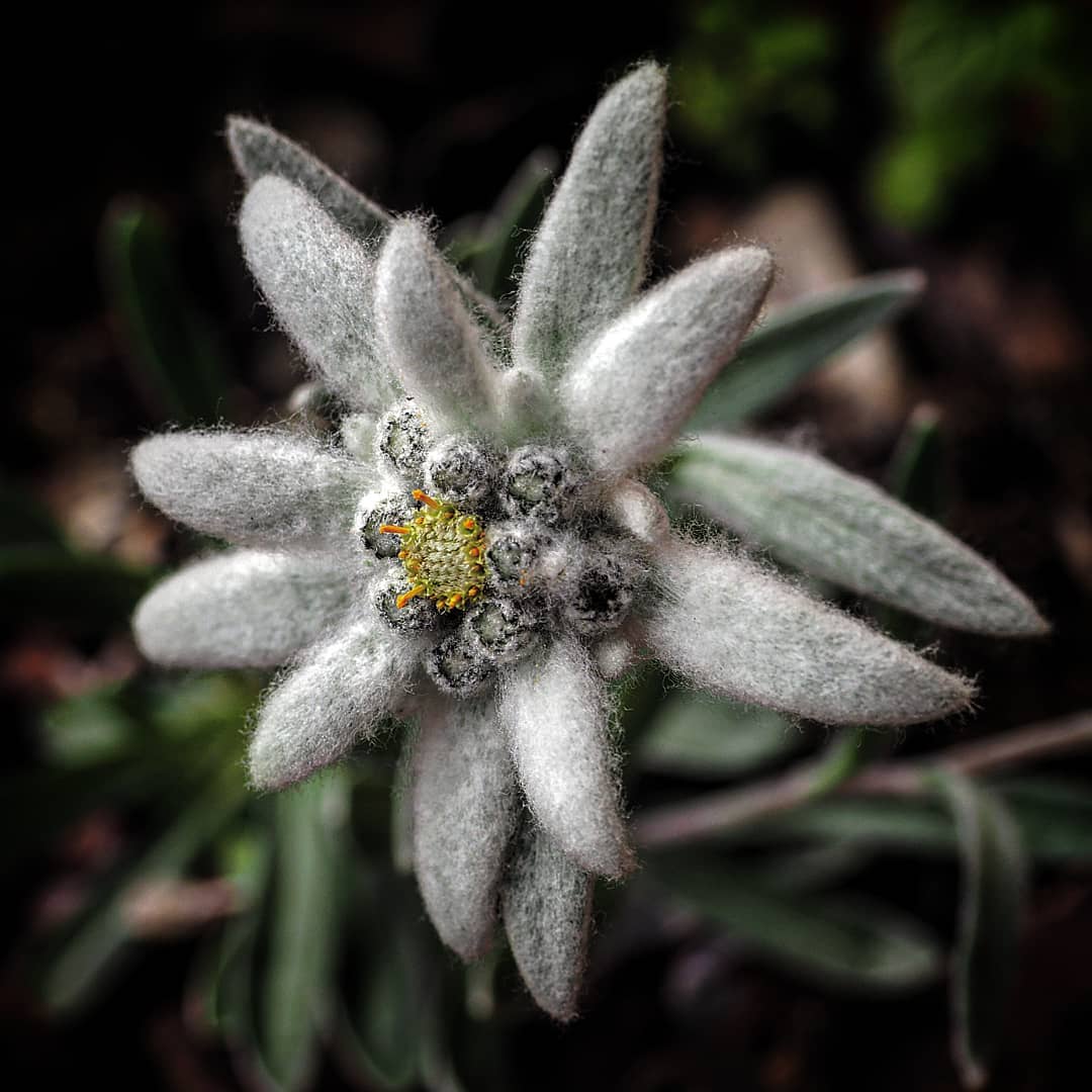 Detail Edelweiss Image Nomer 17
