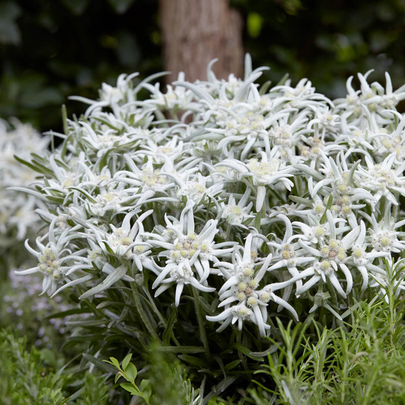 Detail Edelweiss Image Nomer 20