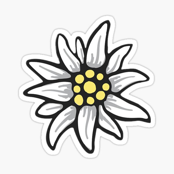 Detail Edelweiss Image Nomer 21