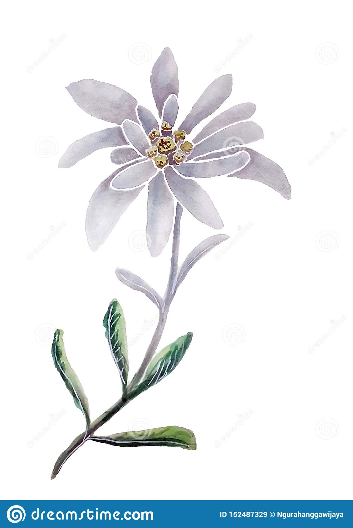 Detail Edelweiss Image Nomer 25