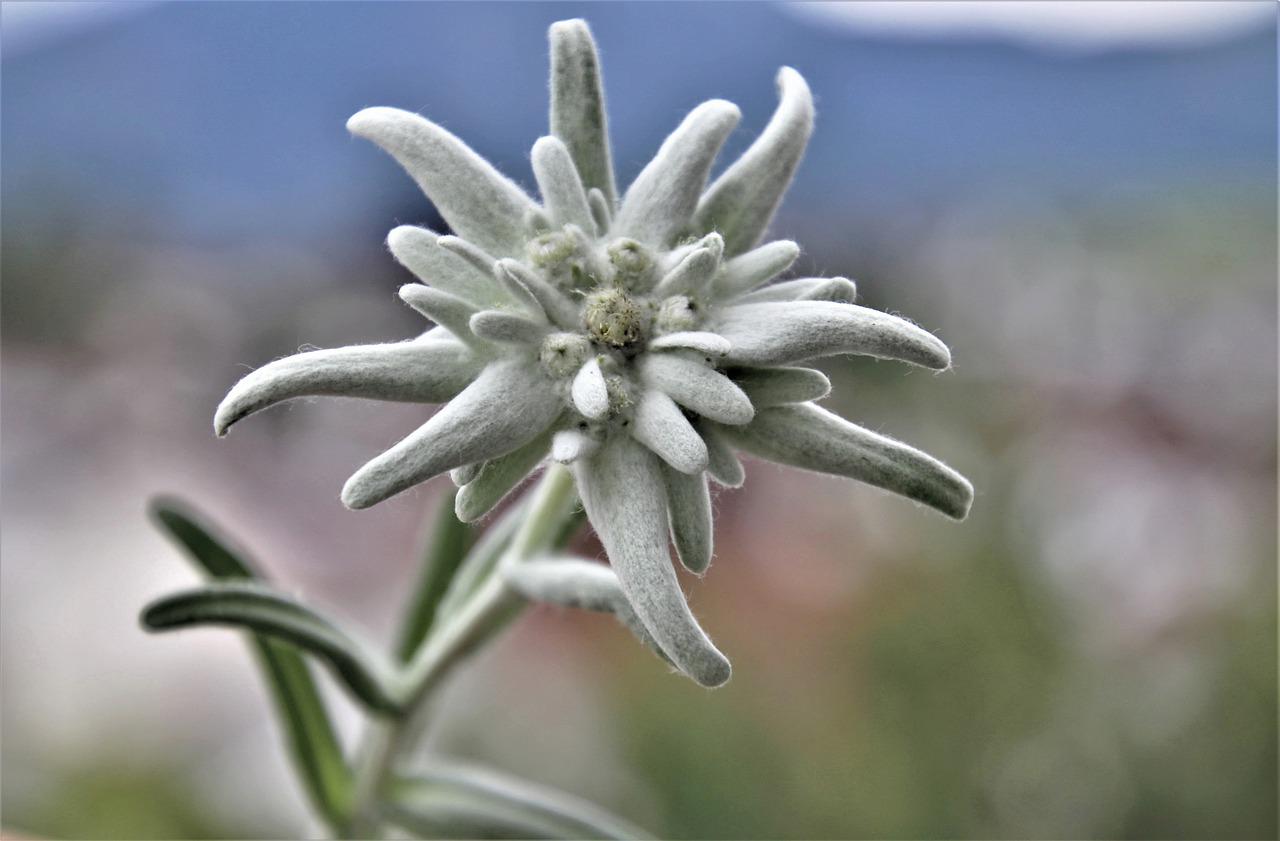 Detail Edelweiss Image Nomer 26