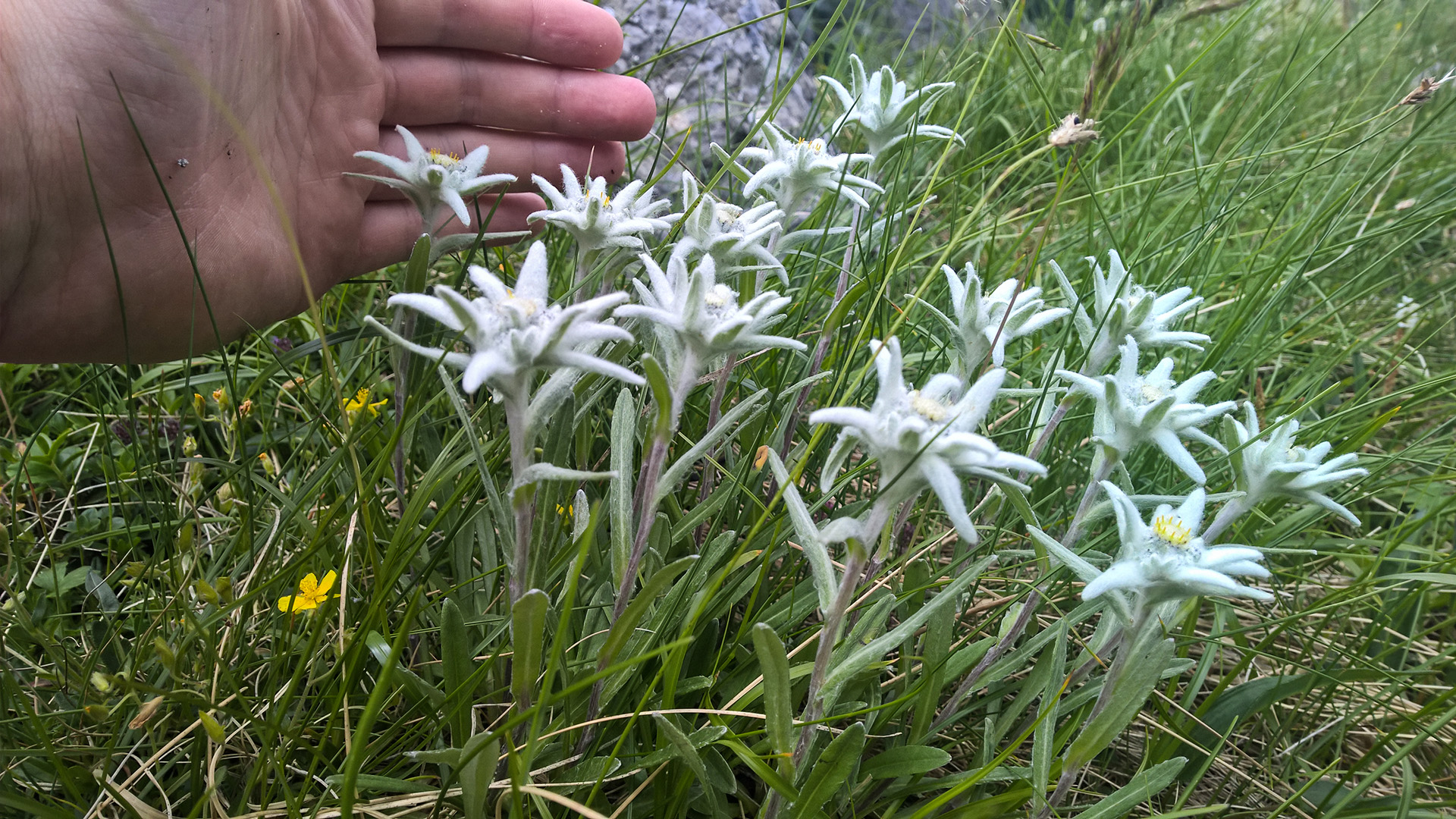 Detail Edelweiss Image Nomer 27