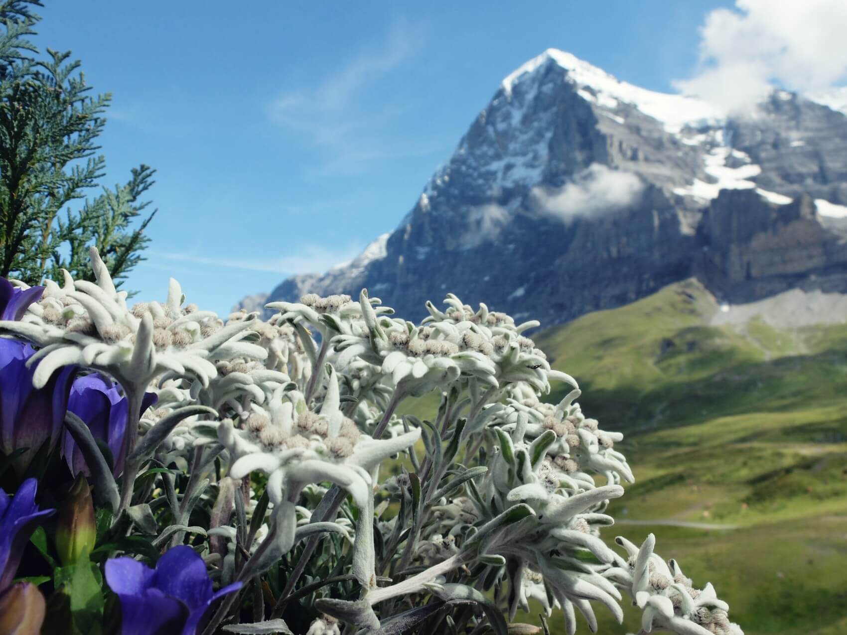 Detail Edelweiss Image Nomer 29