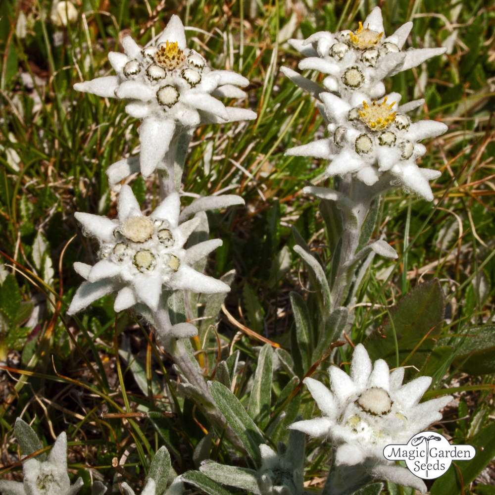 Detail Edelweiss Image Nomer 30