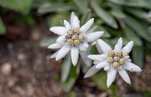 Detail Edelweiss Image Nomer 32