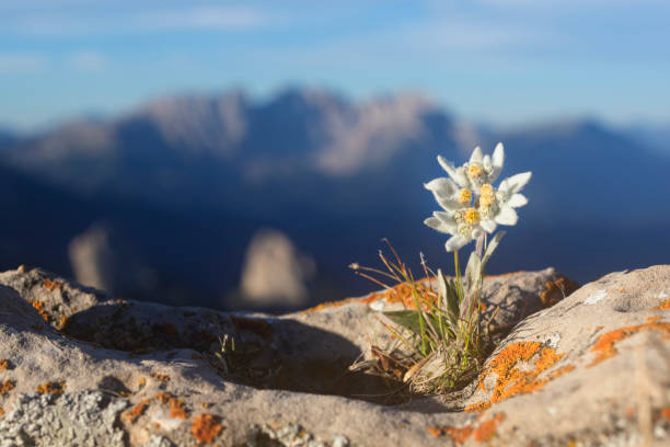 Detail Edelweiss Image Nomer 33