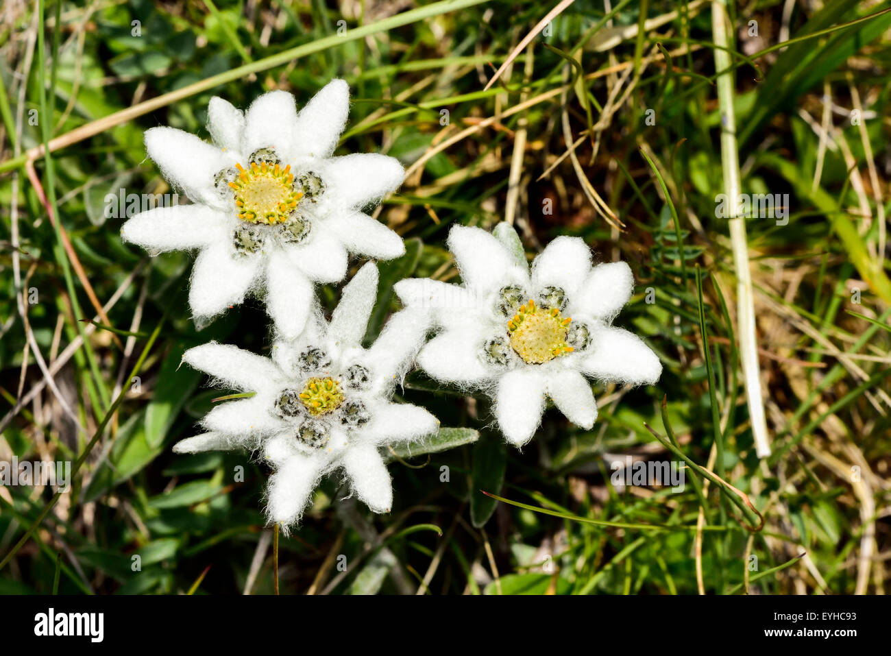 Detail Edelweiss Image Nomer 36