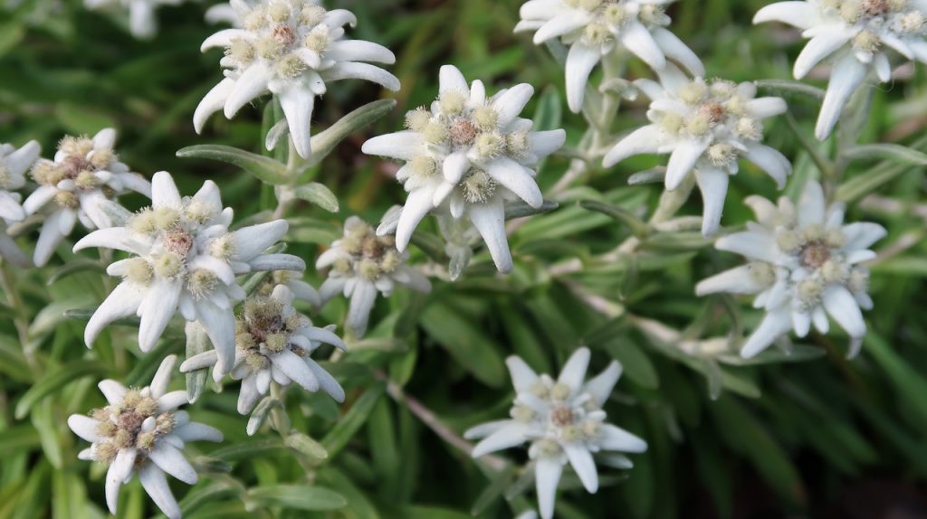 Detail Edelweiss Image Nomer 37