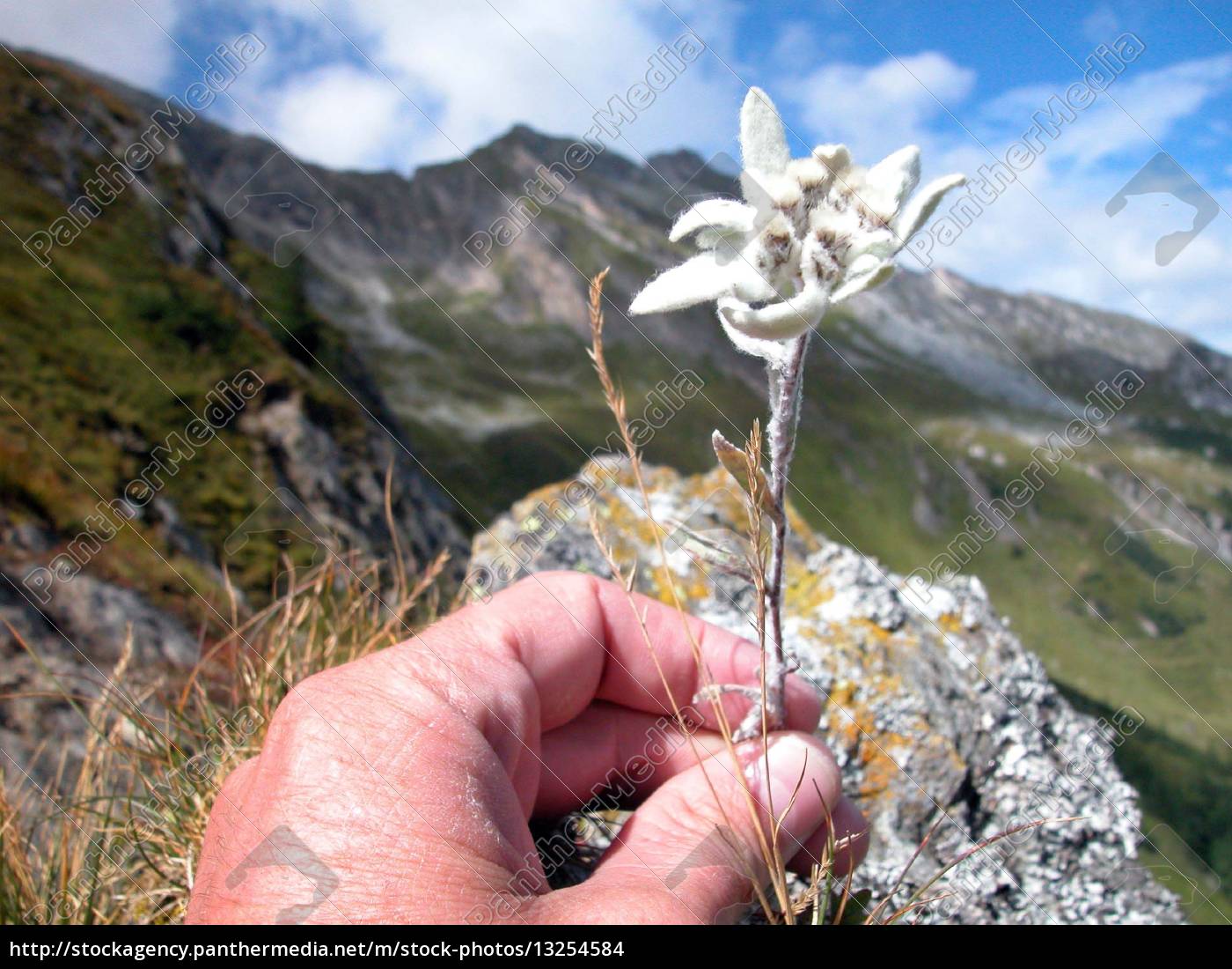Detail Edelweiss Image Nomer 39
