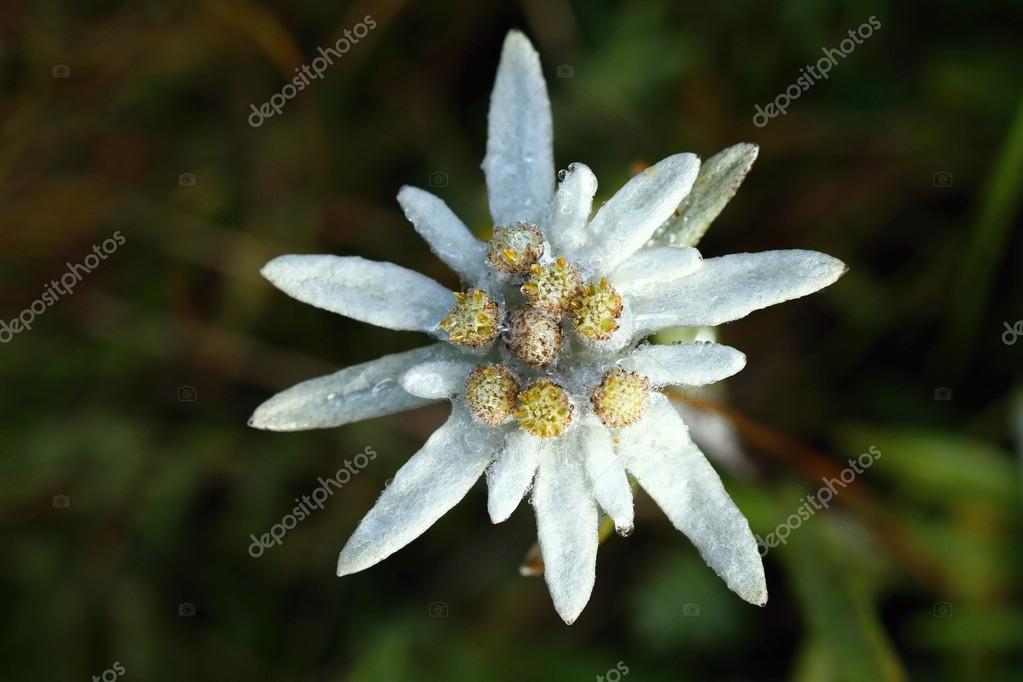 Detail Edelweiss Image Nomer 40