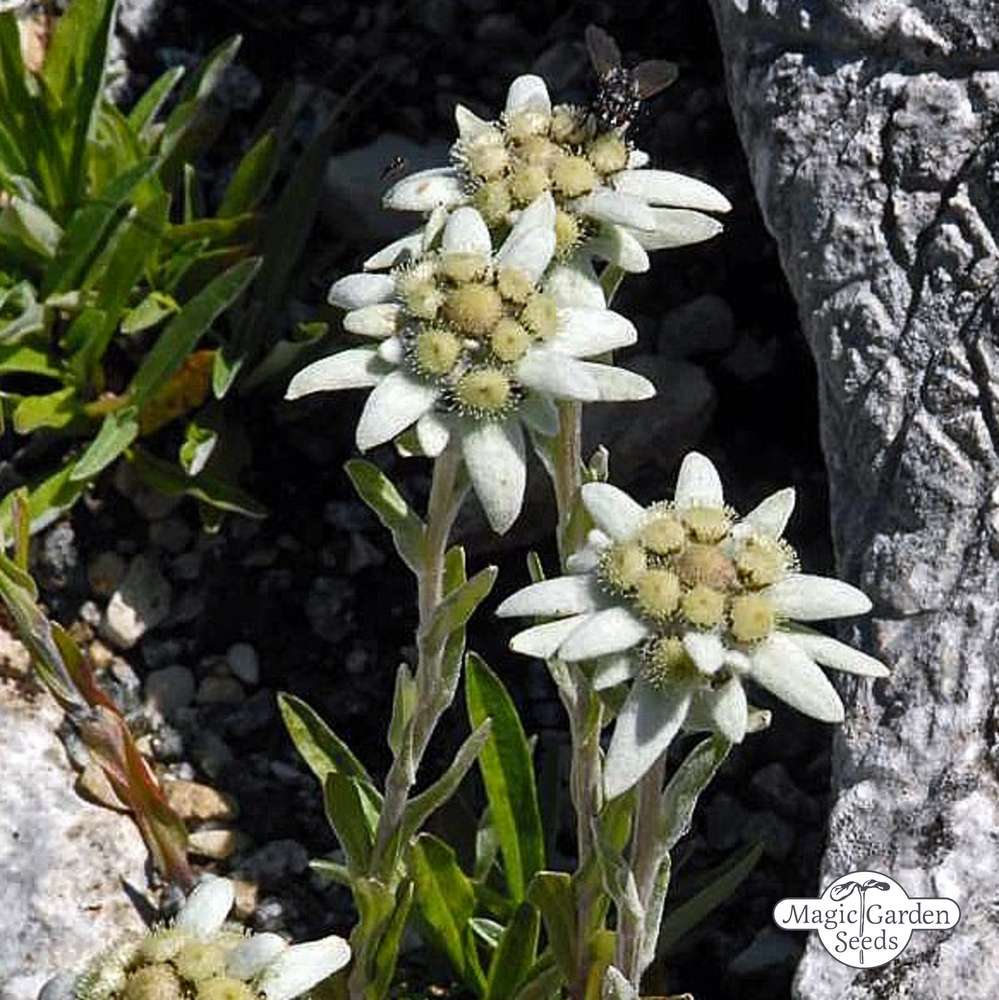 Detail Edelweiss Image Nomer 41