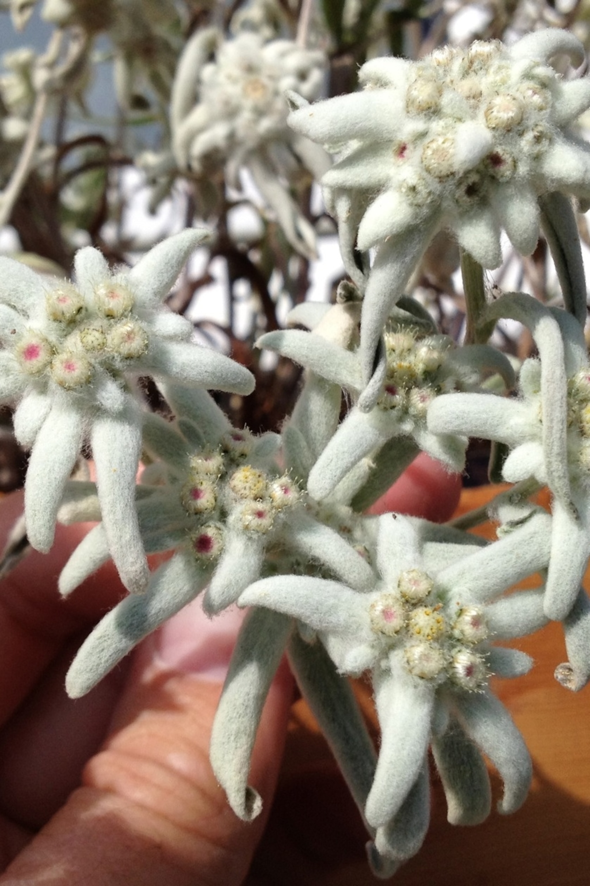 Detail Edelweiss Image Nomer 42
