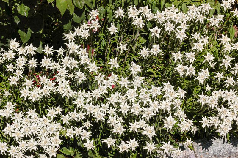 Detail Edelweiss Image Nomer 43