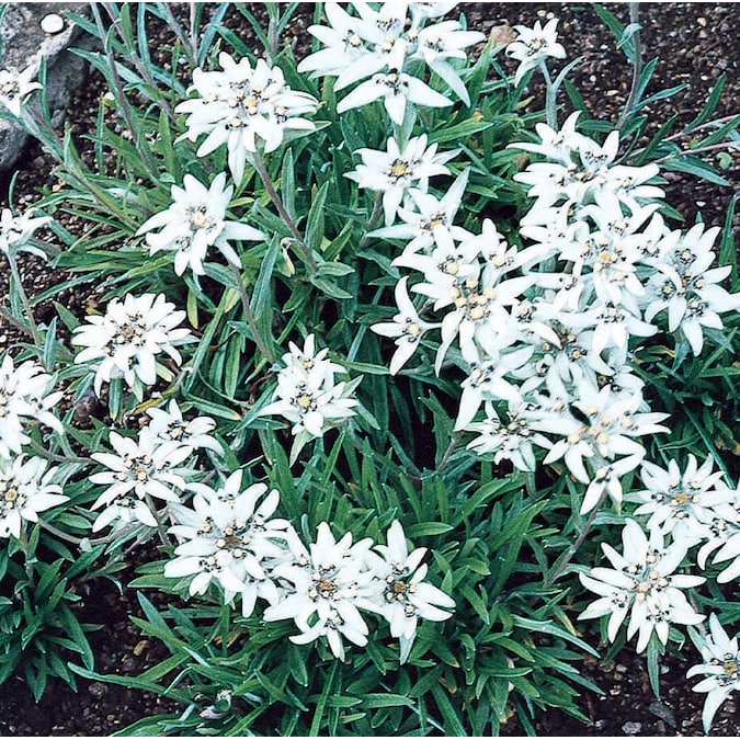 Detail Edelweiss Image Nomer 44