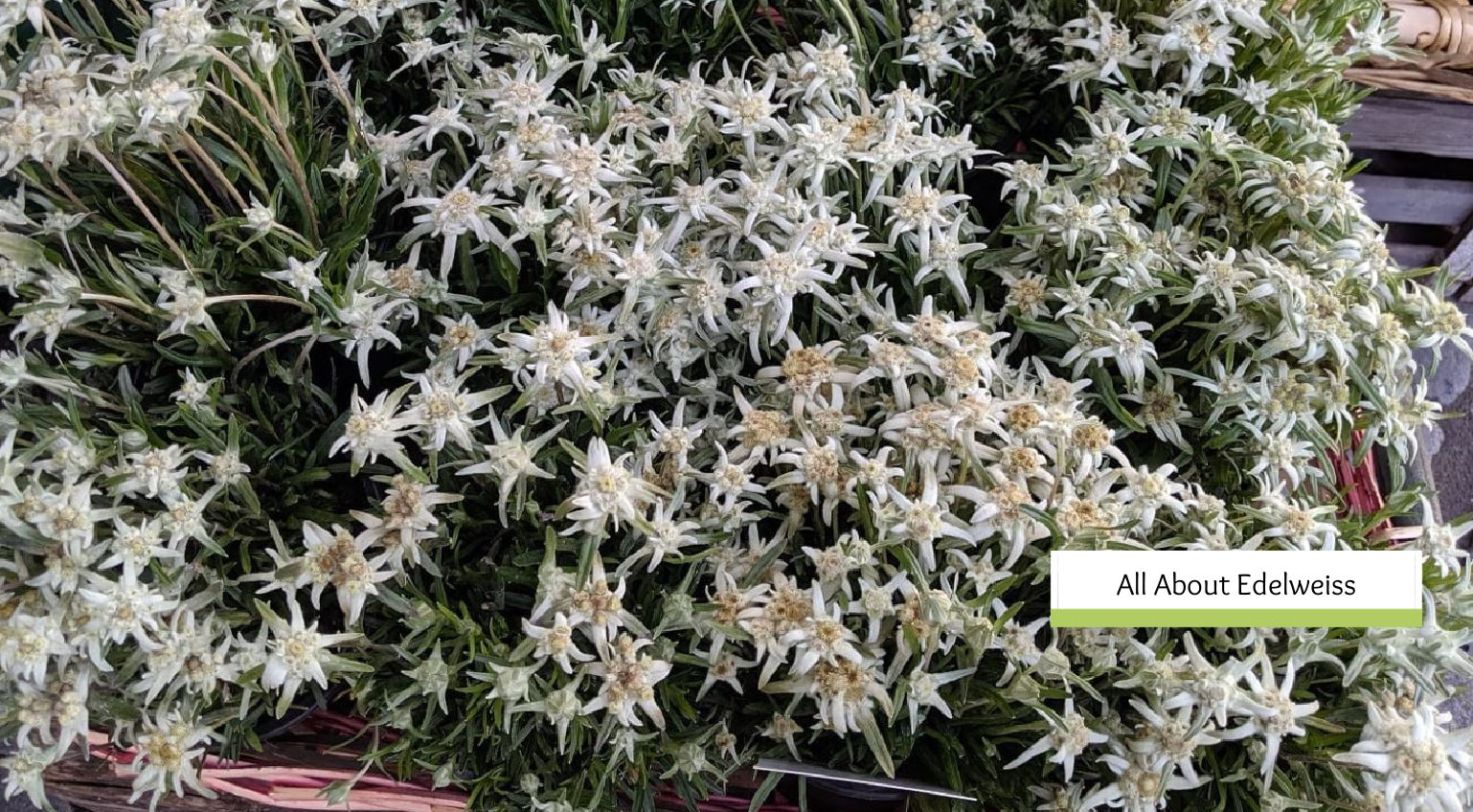 Detail Edelweiss Image Nomer 45