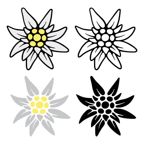 Detail Edelweiss Image Nomer 47