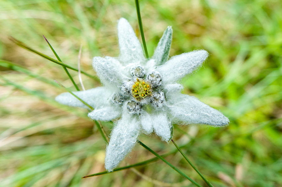 Detail Edelweiss Image Nomer 49