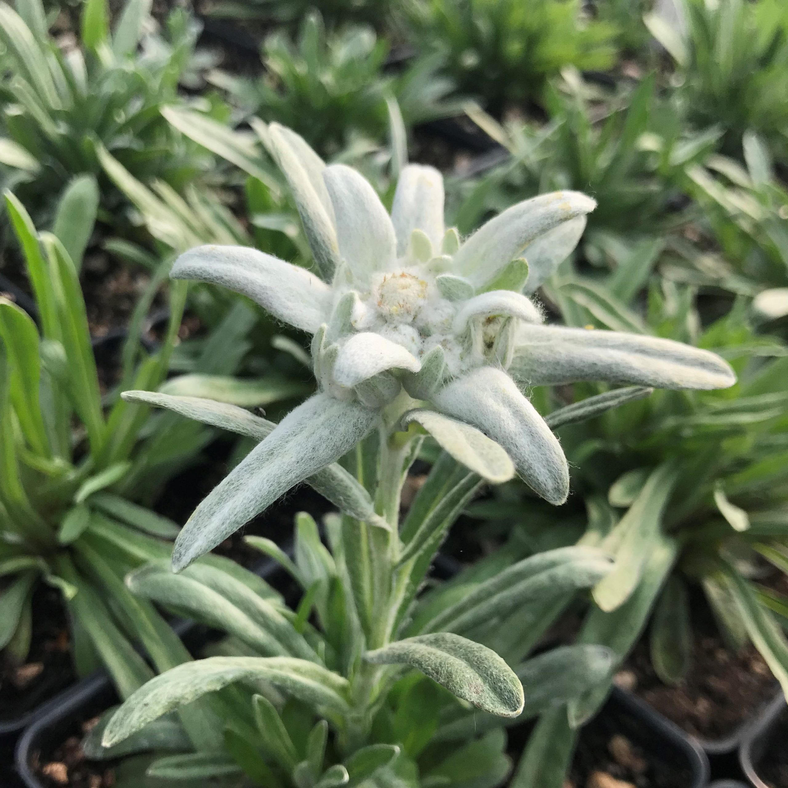 Detail Edelweiss Image Nomer 50