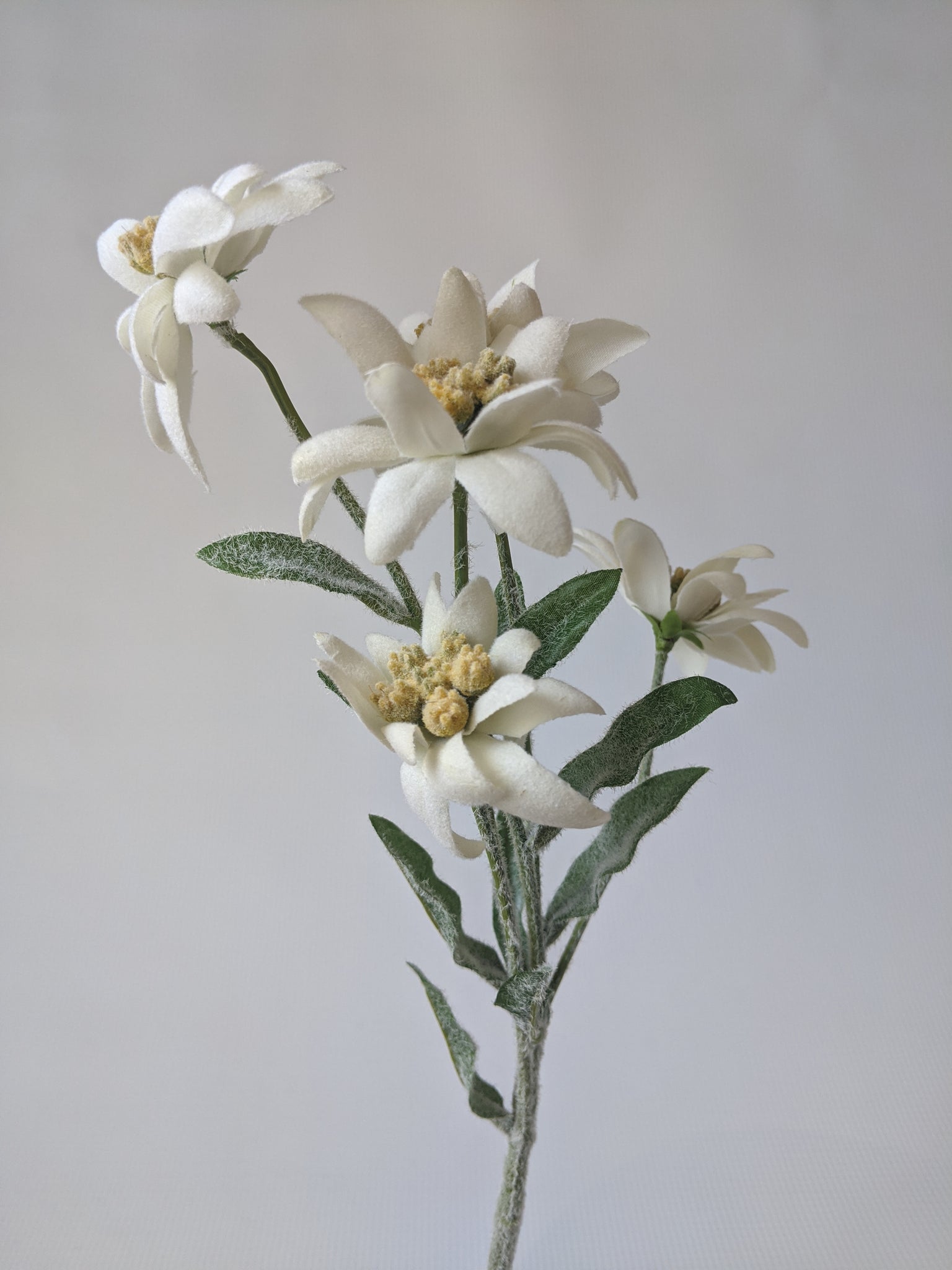 Detail Edelweiss Image Nomer 51