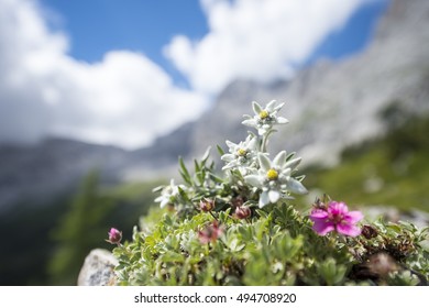 Detail Edelweiss Image Nomer 52