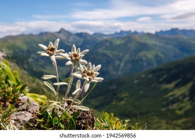 Detail Edelweiss Image Nomer 53
