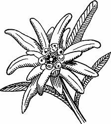 Detail Edelweiss Image Nomer 54