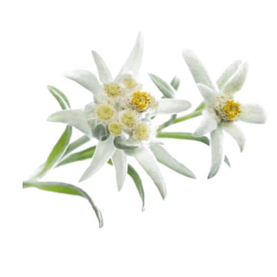 Detail Edelweiss Image Nomer 55
