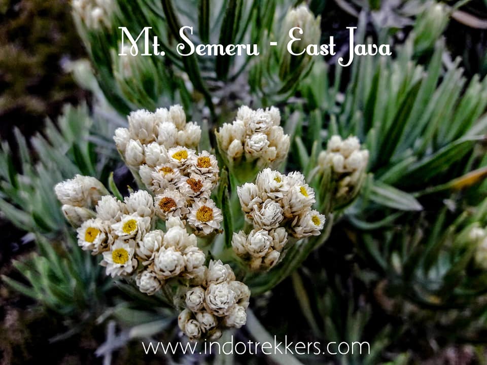 Detail Edelweiss Image Nomer 57