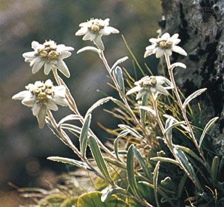 Detail Edelweiss Image Nomer 7