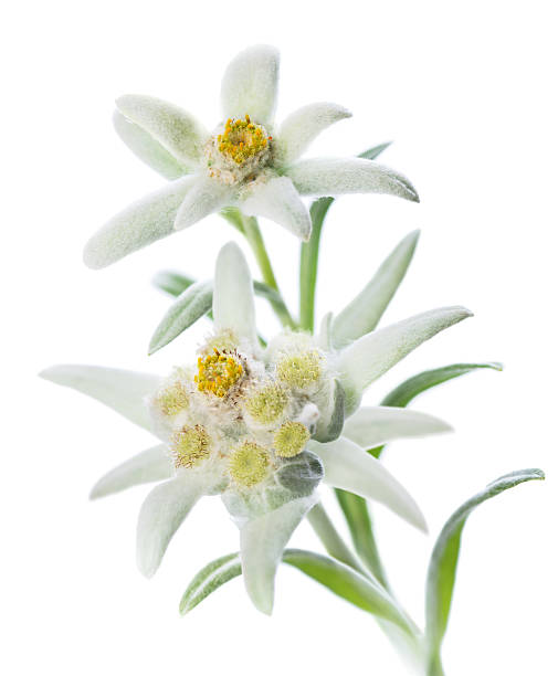 Detail Edelweiss Image Nomer 8
