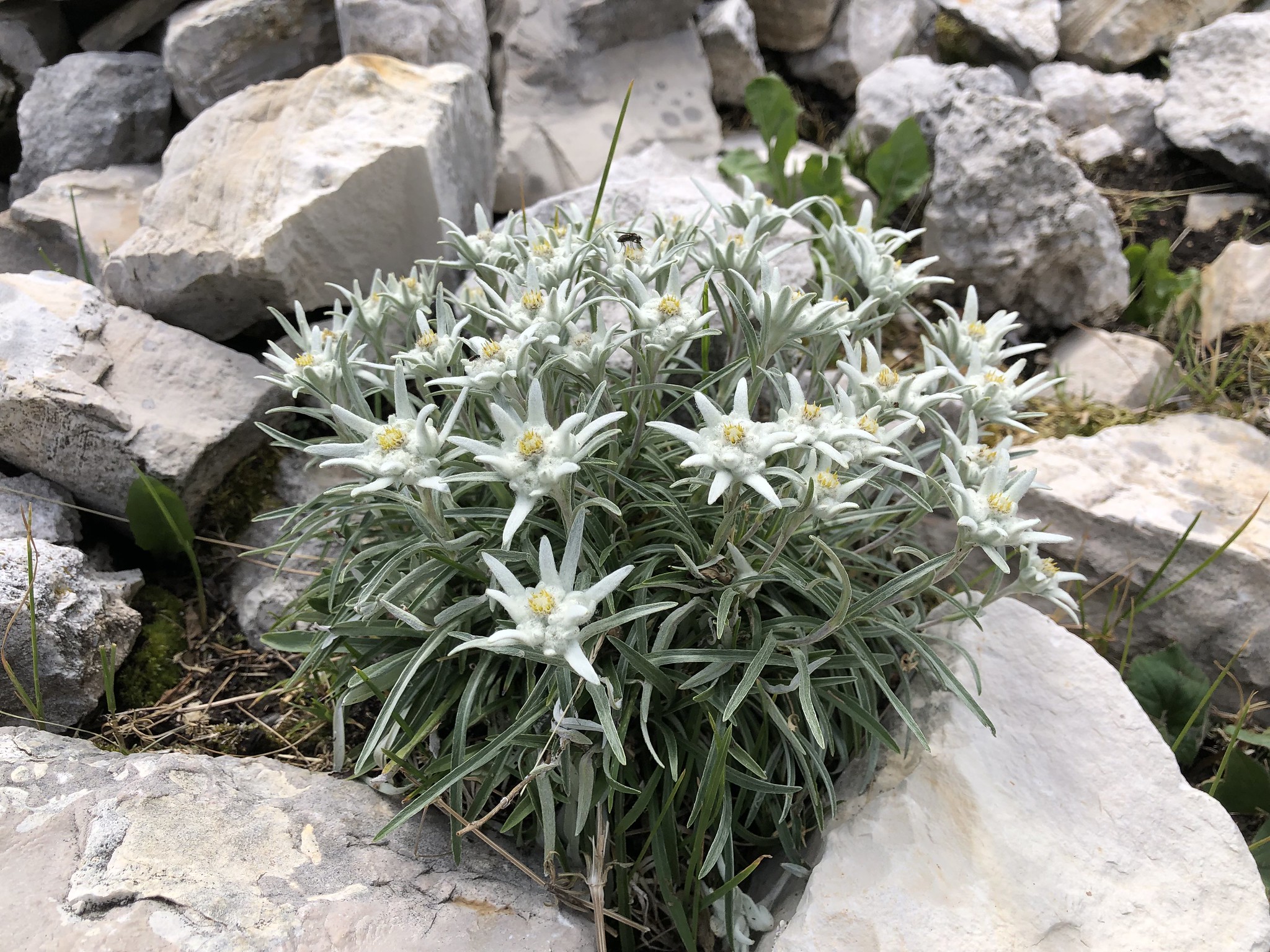 Detail Edelweiss Image Nomer 9